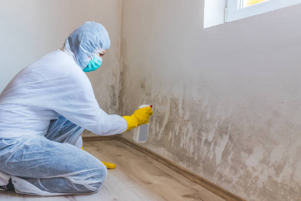 Licensed Black Mold Removal service in Lothian, MD - WQB Mold Removal