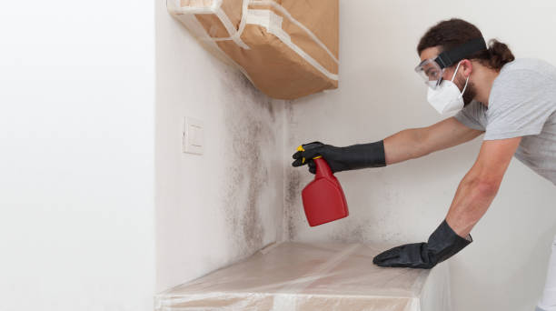 Professional Black Mold Removal technician working in Lothian, MD