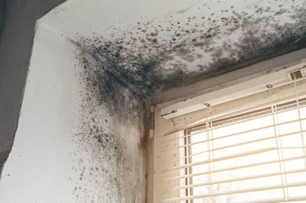 Affordable Black Mold Removal solutions in Lothian, MD